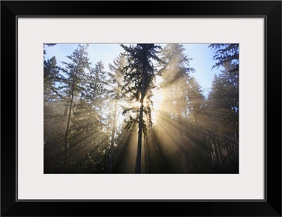 sun shining through morning fog and trees