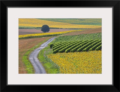 Sunflower field and road near Pons, France.