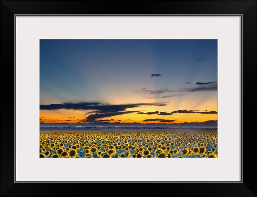 The sun has just set below the horizon but its rays still shine over a vast sunflower field.