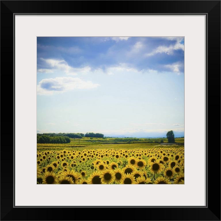 Sunflower field in France.