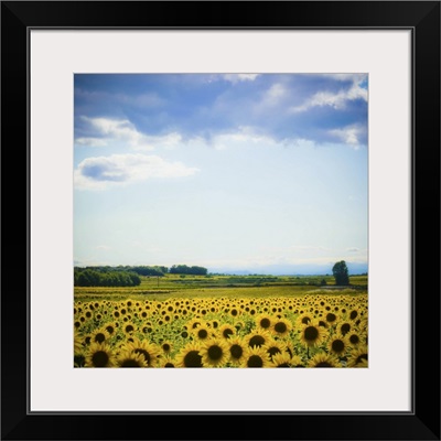 Sunflower field in France.