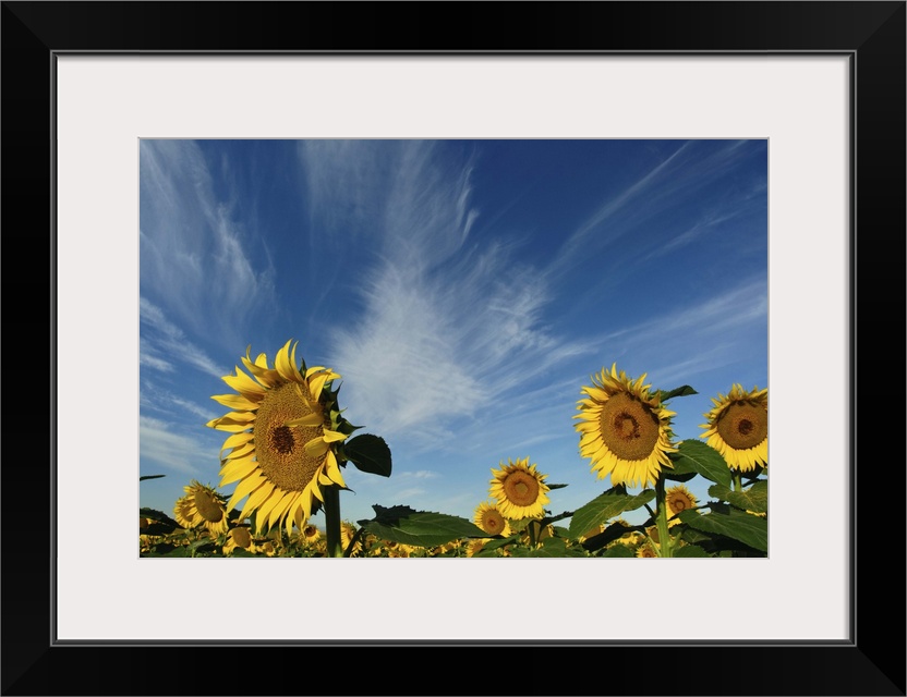 Sunflowers fields against blue sky.