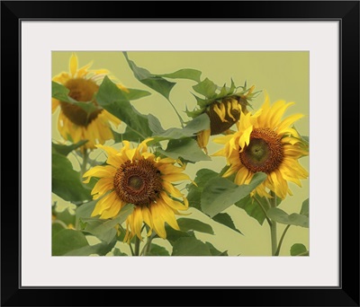 Sunflowers on pale green background.