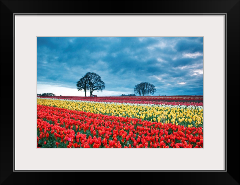 Sunrise over tulip field, Wooden Shoe Tulip Farm, Woodburn Oregon