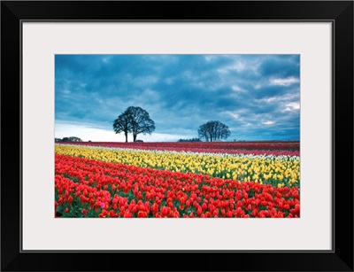 Sunrise Over Tulip Field, Wooden Shoe Tulip Farm, Woodburn, Oregon