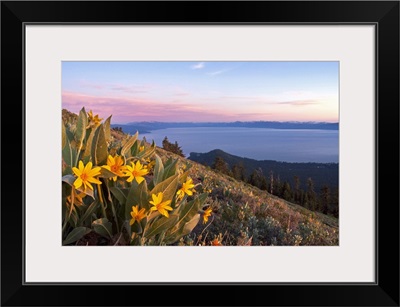 Sunset and yellow Mules Ears flowers above Lake Tahoe in California