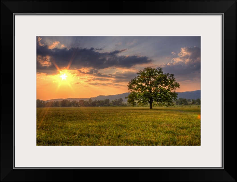 Oversized, landscape photograph of a bright sunset over a vast field, with a single tree in the foreground and mountains o...
