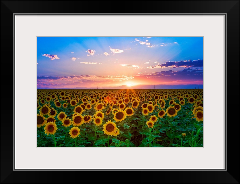 The sun goes down over a field of flowers in this landscape photograph wall art for the home or office.