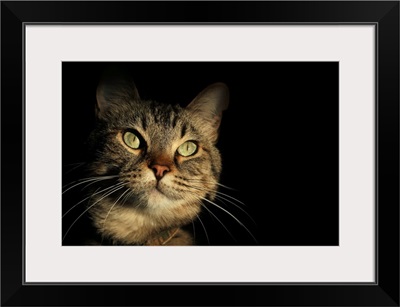 Tabby Cat Face against Black Background