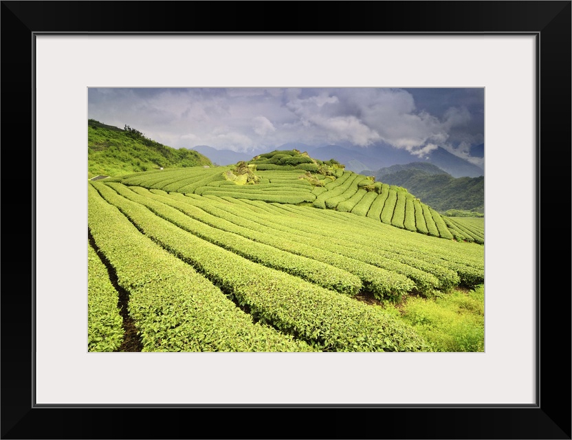 Tea plantation, Taiwan.