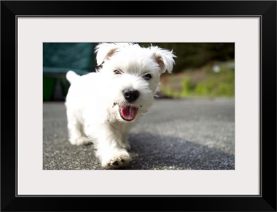 Ten week old female west highland terrier playing in the garden in somerset england