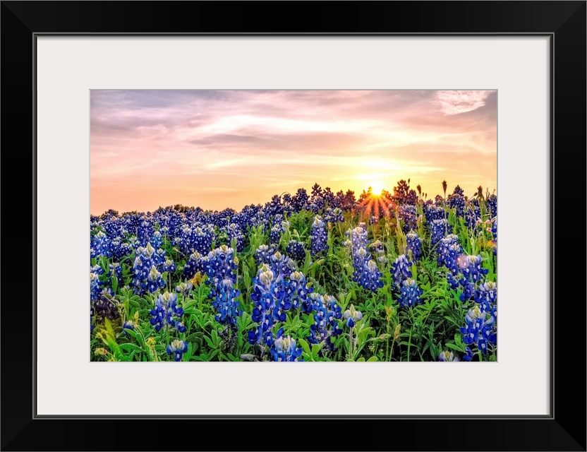 Texas Bluebonnets at Sunset.