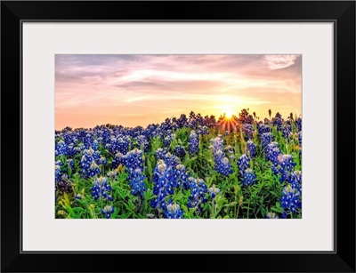 Texas Bluebonnets At Sunset