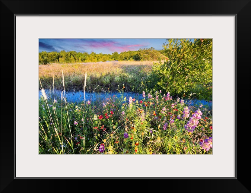 Colorful Texas wildflowers in early dawn light after severe spring flooding,
