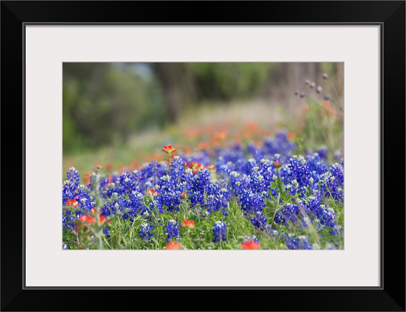 Texas wildflowers in bloom along a dirt road in rural Texas.