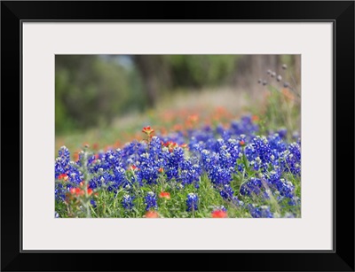 Texas Wildflowers In Bloom