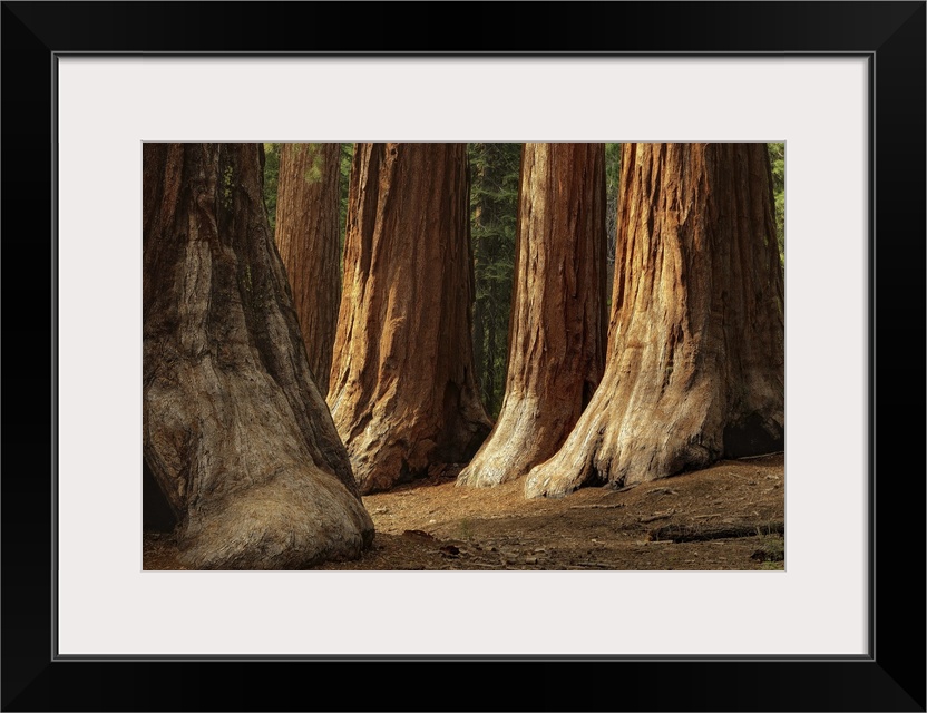 Soft light daytime view of the Bachelor and Three Graces, four giant sequoias in Mariposa Grove.