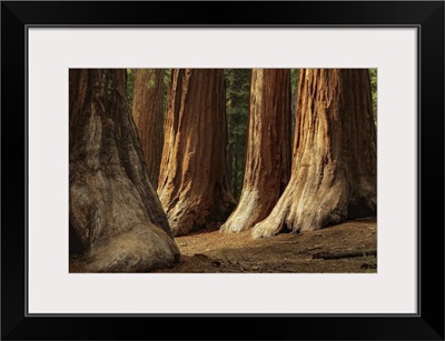 The Bachelor and Three Graces, four giant sequoias in Mariposa Grove.