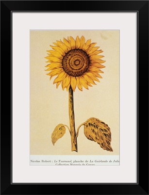 The Sunflower By Nicolas Robert