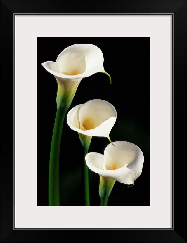 Three White Calla Lilies