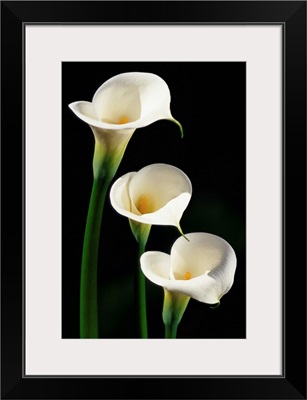 Three White Calla Lilies