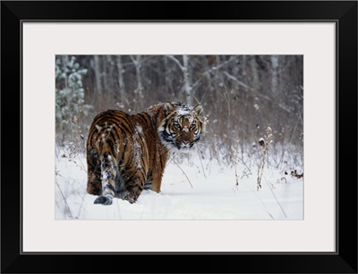 Tiger standing in deep snow