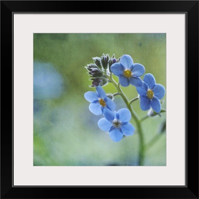 Tiny blue forget-me-not flowers.