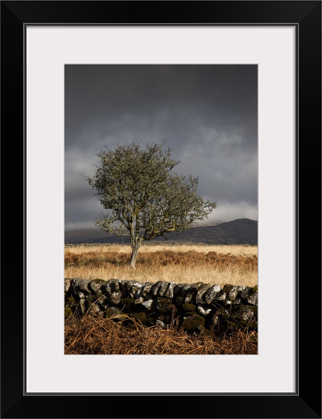 Tree against storm clouds, Dumfries, Scotland