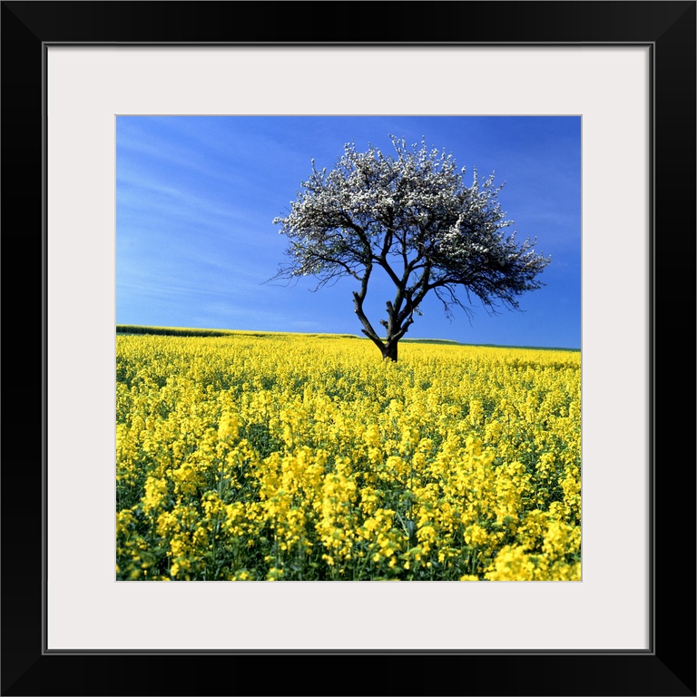 tree in field