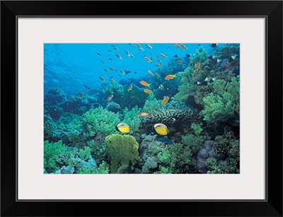 Tropical fish swimming over reef