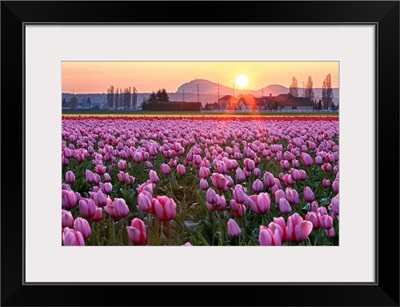 Tulip field at sunset.