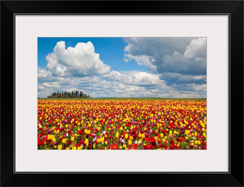 tulips fields, Wooden Shoe Tulip Farm, Woodburn Oregon, United States