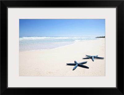 Two blue starfish at water's edge on tropical beach, Riviera Maya