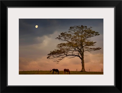Two horses grazing on hilltop pasture under lone tree in early evening