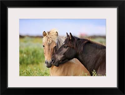 Two horses nuzzling