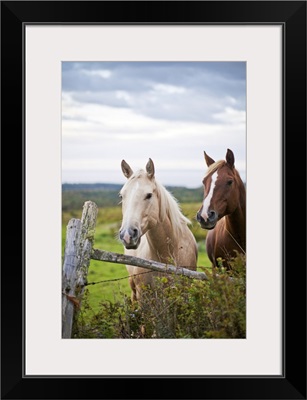 Two horses stand near fence in farm field of off highway 915, New Brunswick, Canada