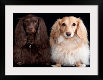 Two long haired miniature dachshunds on black background.