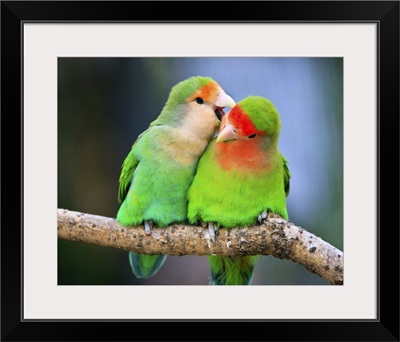 Two peach-faced lovebirds, whispering to each other in Shanghai Zoo.