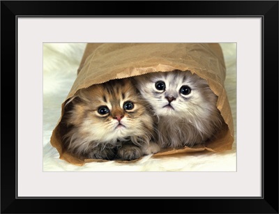 Two Persian Cats In a Little Paper bag, Looking at Camera, High Angle View