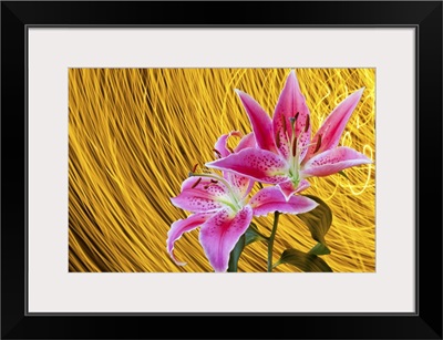 Two pink stargazer lilies with spinning light trails behind create star trail effect