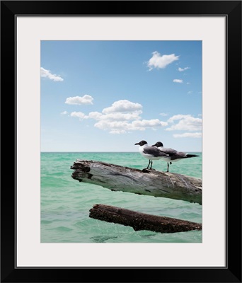 Two seagulls sitting on a dead tree sticking out of the water at Sarasota, Florida