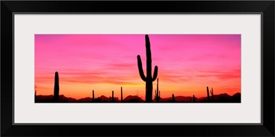 USA, Arizona, Organ Pipe National Monument, sunset