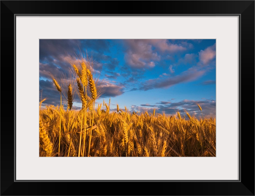 USA, Oregon, Marion County, Wheat field