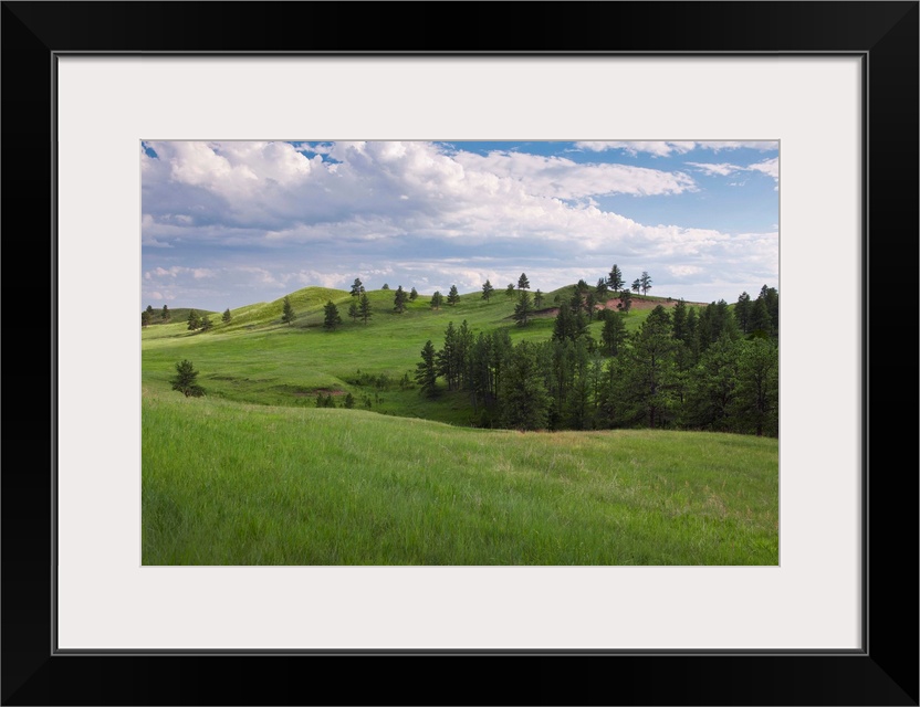 USA, South Dakota, Meadow in Custer State Park