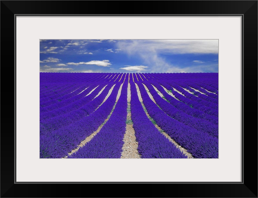 Vanishing lane of lavender