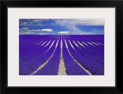 Vanishing lane of lavender