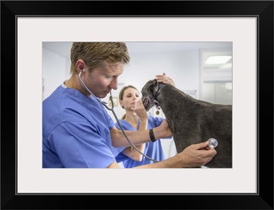 Veterinarians examining the Greyhound in the office