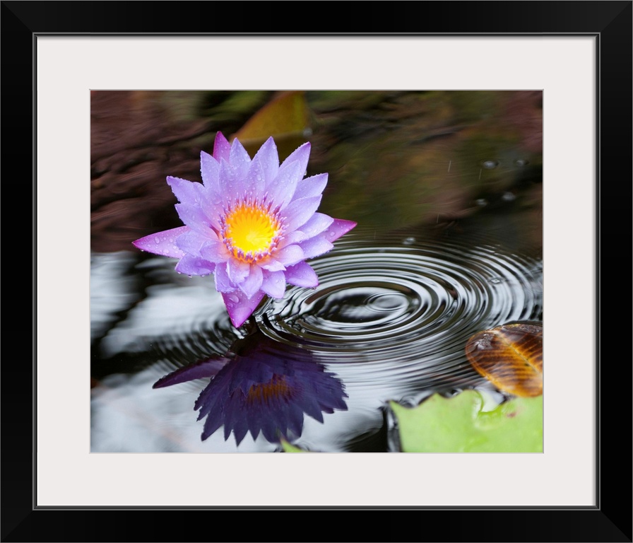 Purple lotus flower in a pond with ripples from falling rain.