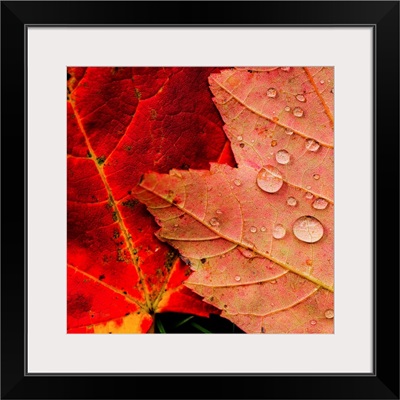 Wet autumn leaves