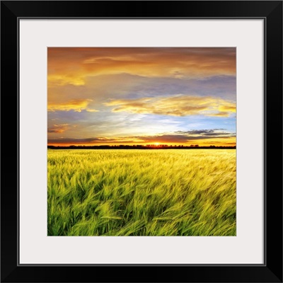 Wheat field with sunset, Spain